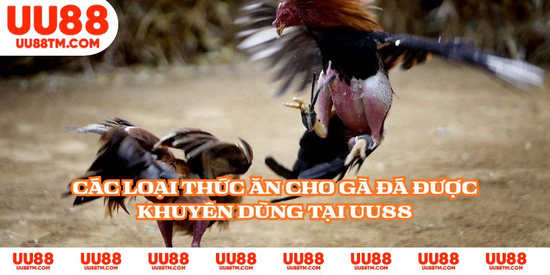 Các loại thức ăn cho gà đá được khuyên dùng tại UU88