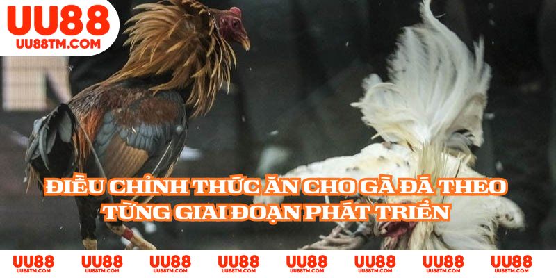 Điều chỉnh thức ăn cho gà đá theo từng giai đoạn phát triển
