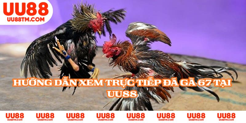 Hướng dẫn xem trực tiếp đá gà 67 tại UU88