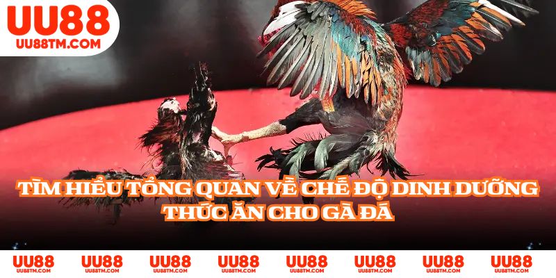 Tìm hiểu tổng quan về chế độ dinh dưỡng thức ăn cho gà đá