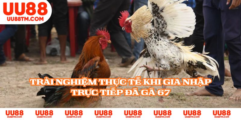 Trải nghiệm thực tế khi gia nhập trực tiếp đá gà 67